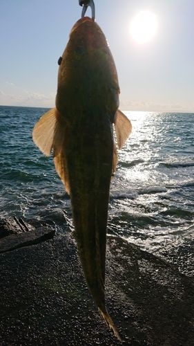 マゴチの釣果