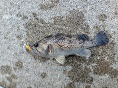 マゾイの釣果