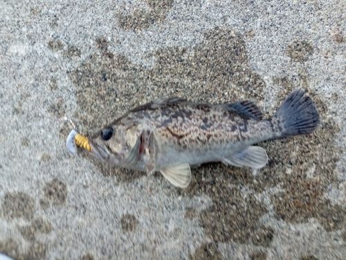 マゾイの釣果