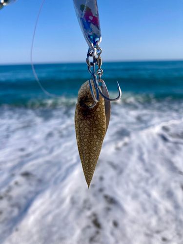 シタビラメの釣果