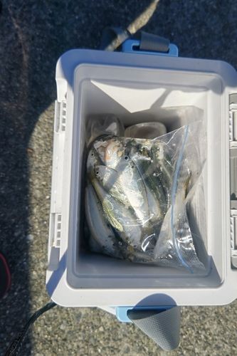 サッパの釣果