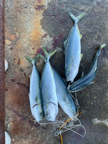 釣果