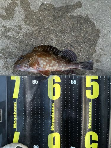 ガシラの釣果
