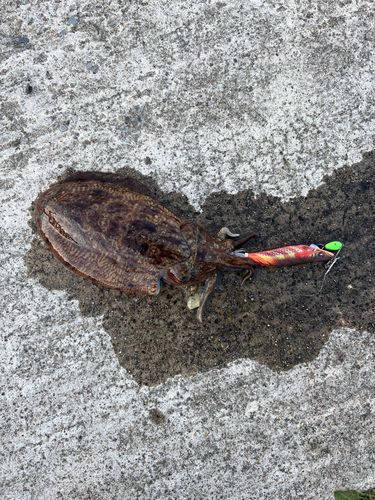 コウイカの釣果