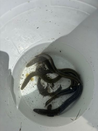 ウナギの釣果