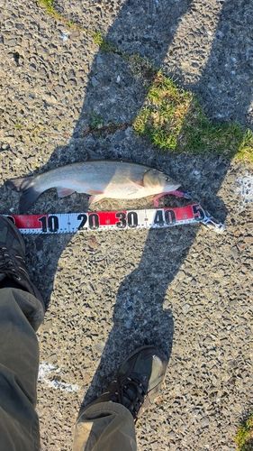 ウグイの釣果