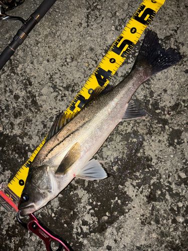 シーバスの釣果