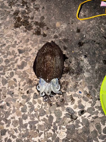マツバイカの釣果