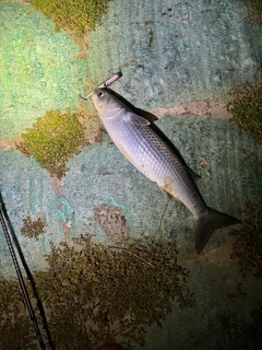 ボラの釣果
