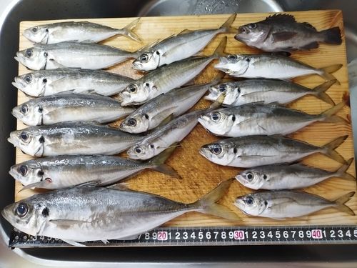 マアジの釣果