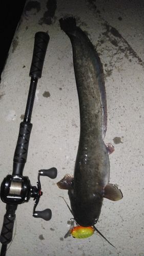 ニホンナマズの釣果