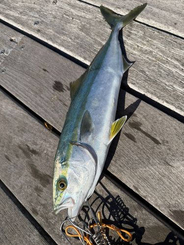 イナダの釣果