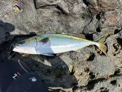 ワラサの釣果