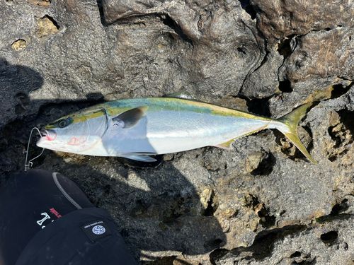 ワラサの釣果