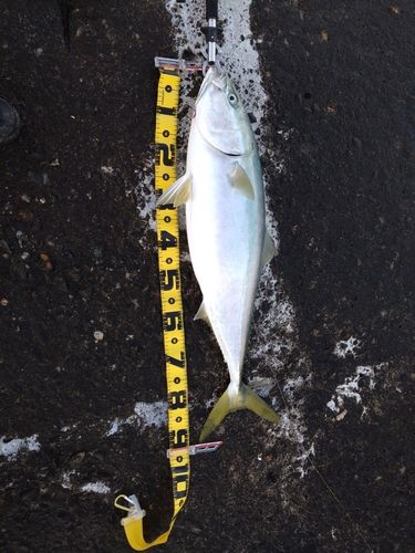 ブリの釣果