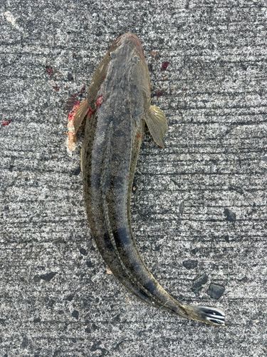 マゴチの釣果