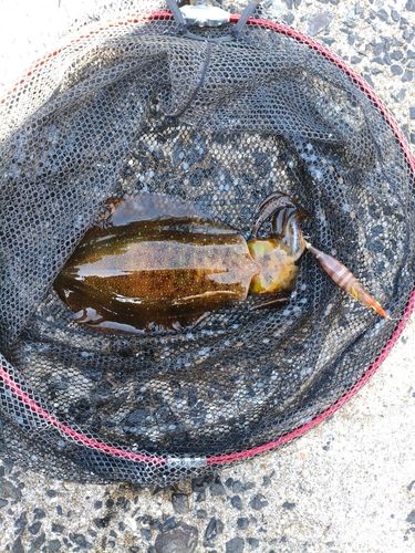 ミズイカの釣果