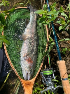 ニジマスの釣果