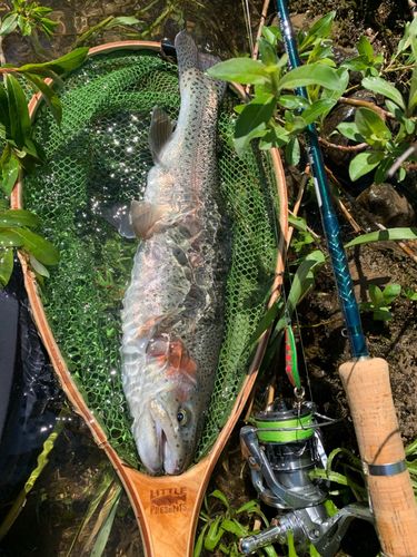 ニジマスの釣果