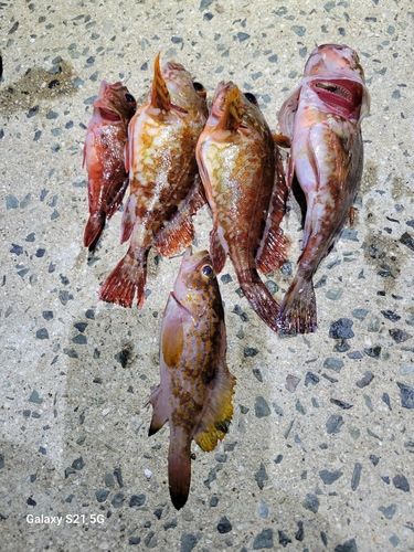 カサゴの釣果