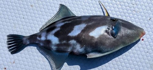 ウスバハギの釣果