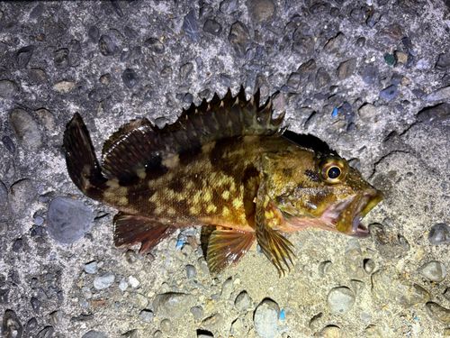 カサゴの釣果