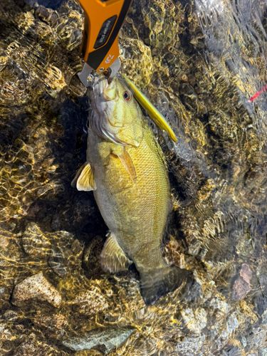 スモールマウスバスの釣果