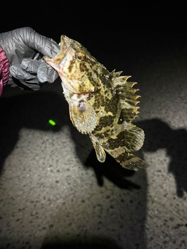 タケノコメバルの釣果