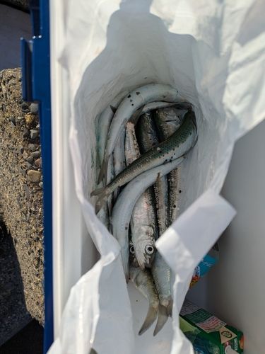 イワシの釣果