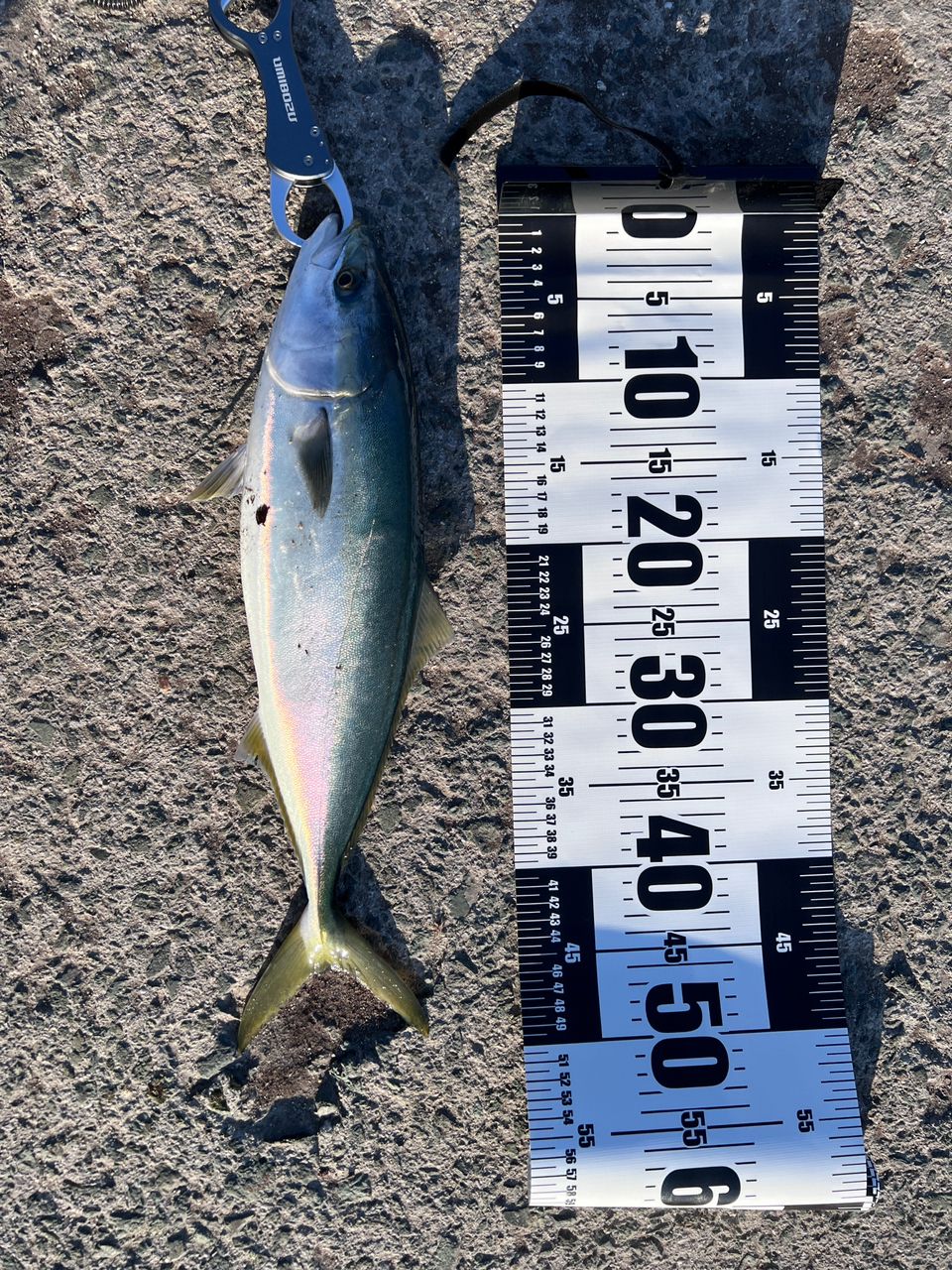 SHIMANO 20ストラディック SW 6000HGの最安値・インプレ・釣果 | 本音