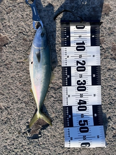 ハマチの釣果
