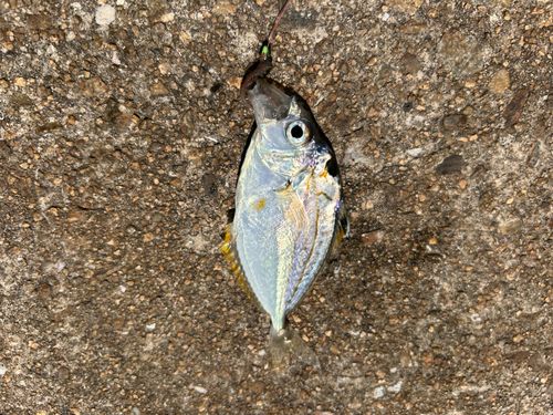 ヒイラギの釣果