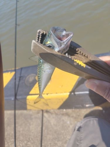 サバの釣果
