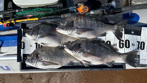 クロダイの釣果