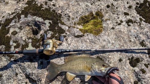スモールマウスバスの釣果