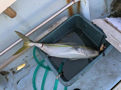 メジロの釣果