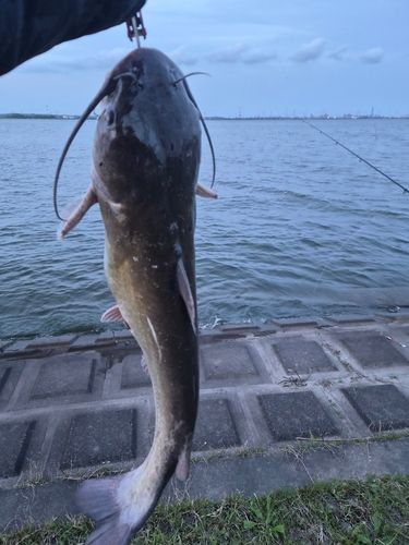 アメリカナマズの釣果