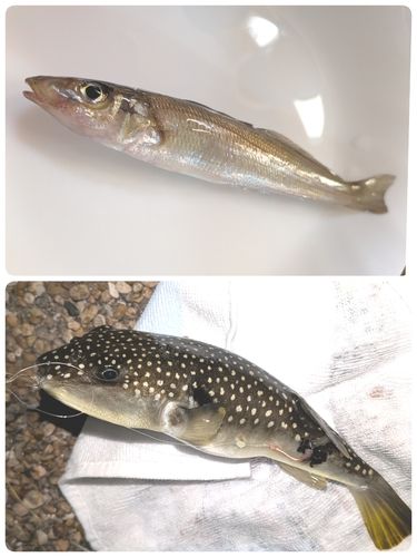 キスの釣果