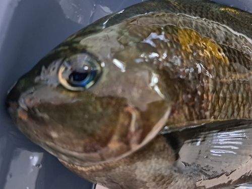メジナの釣果