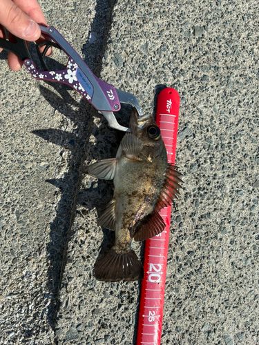 シロメバルの釣果