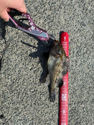 クロソイの釣果