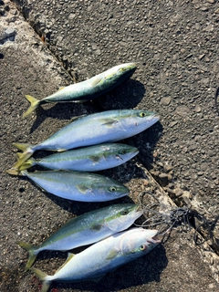 フクラギの釣果