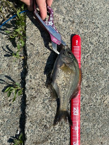 ウミタナゴの釣果