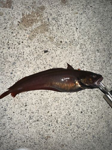 ドンコの釣果