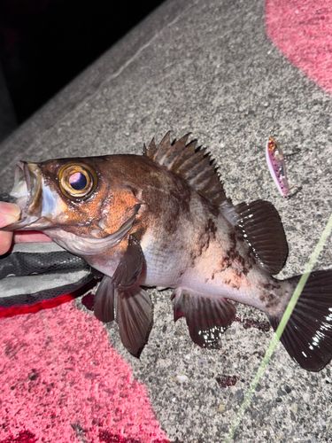 メバルの釣果