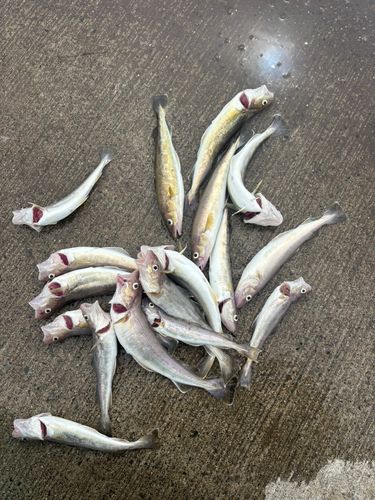 コマイの釣果
