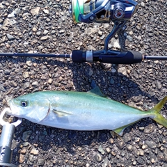 ツバイソの釣果