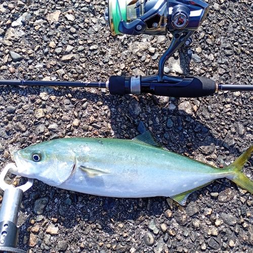 ツバイソの釣果
