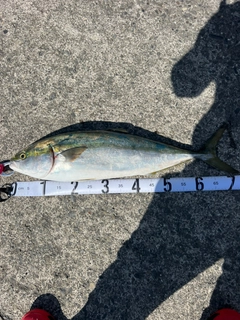 ハマチの釣果