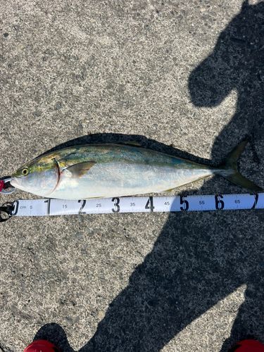 ハマチの釣果